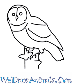 300x350 How To Draw An Owl - Easy Owl Drawing Step By Step