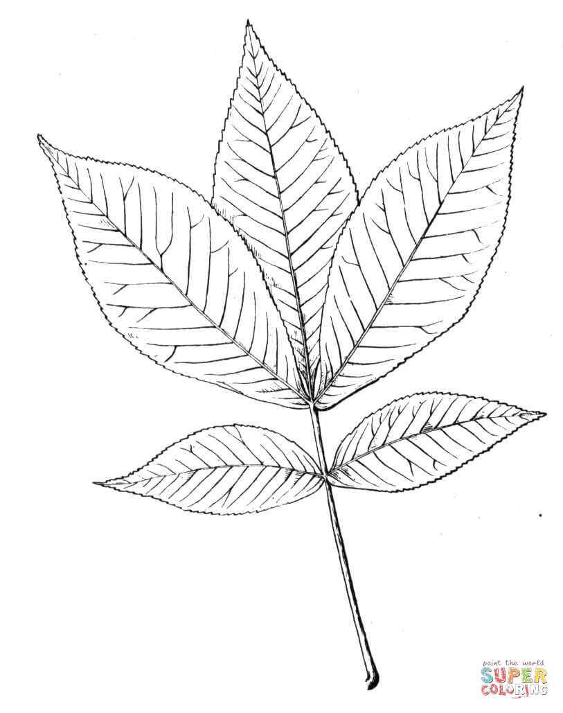 813x1029 Easy Pot Leaf Drawing - Easy Pot Leaf Drawing