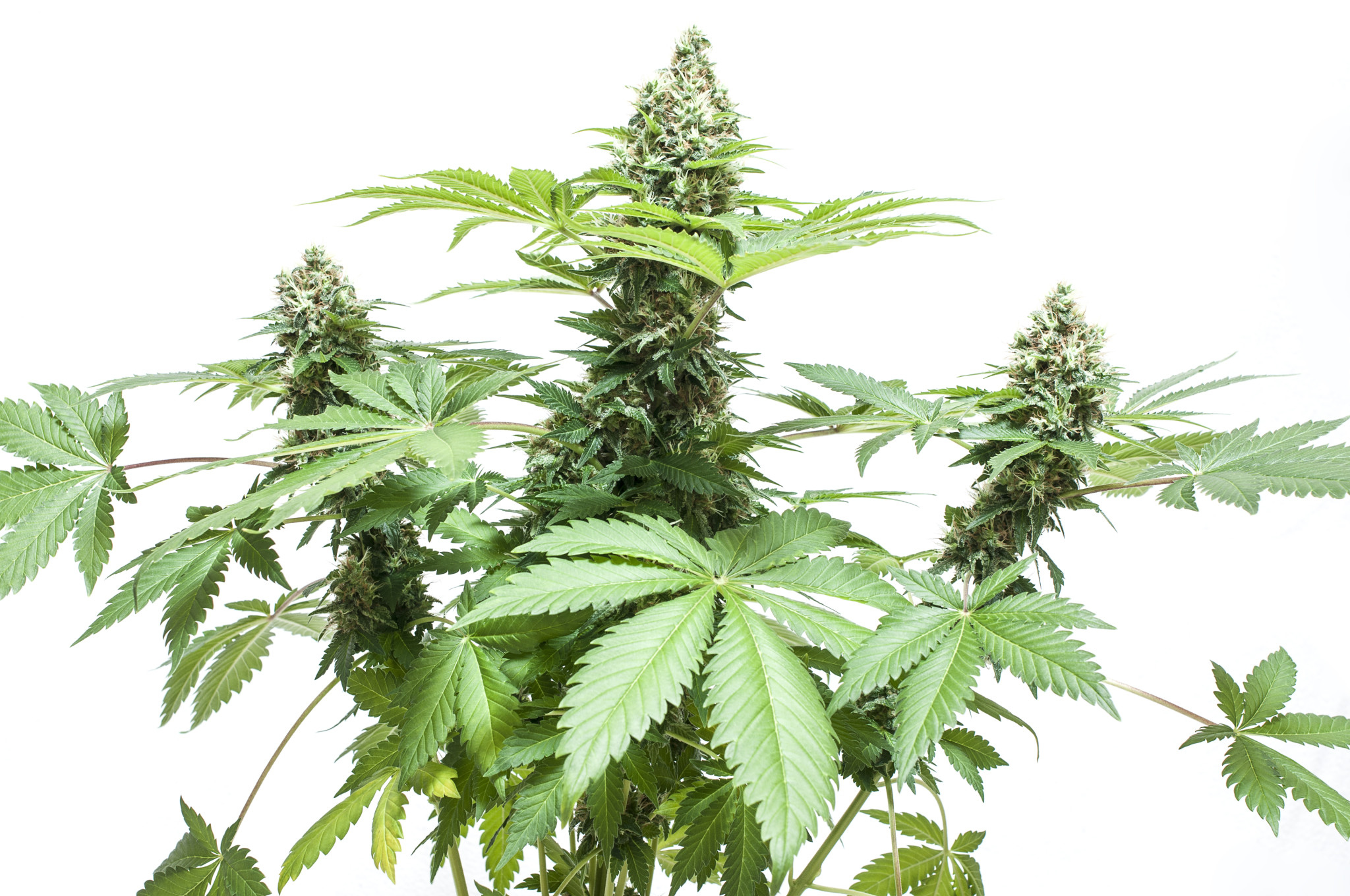 Easy Pot Leaf Drawing at Explore collection of