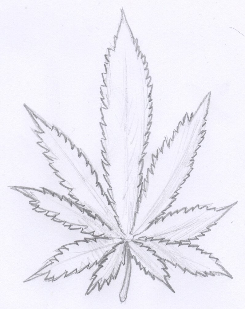 Easy Pot Leaf Drawing at PaintingValleycom Explore