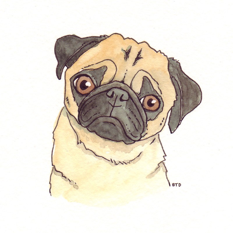 Pug Outline Drawing At Explore Collection Of Pug