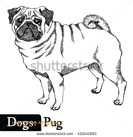 450x466 How To Draw A Pug Easy Stock Similar To Id Girl Walking Dogs - Easy Pug Drawing