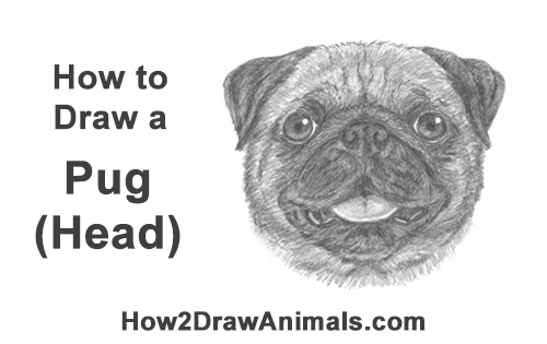 500x315 How To Draw A Pug - Easy Pug Drawing
