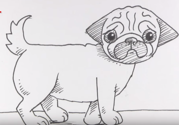 599x420 How To Draw A Pug - Easy Pug Drawing