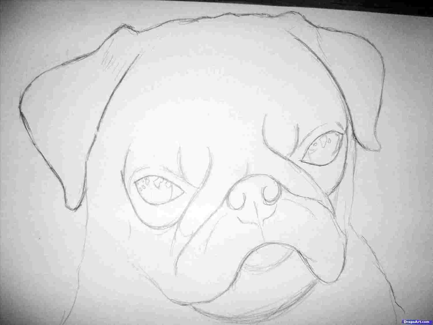 Easy Pug Drawing at Explore collection of Easy Pug