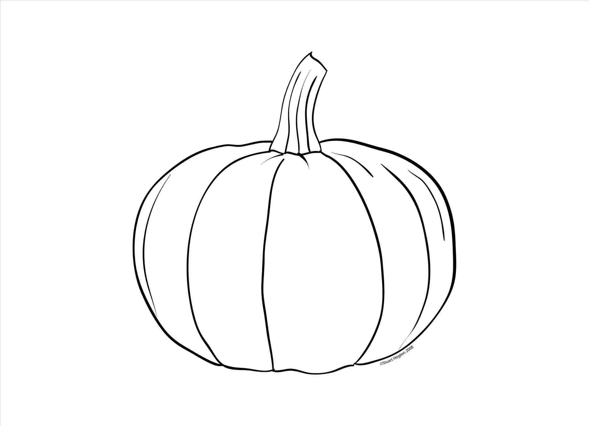 pumpkin sketch