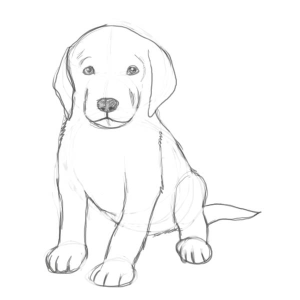 600x600 how to draw a puppy drawing puppy drawing, drawings, cute drawings - Easy Puppy Drawing