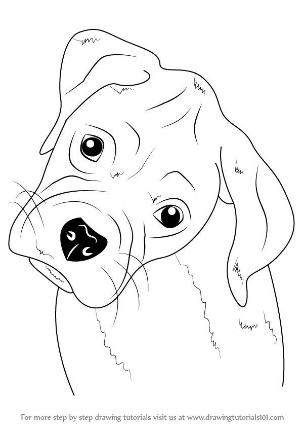599x846 Learn How To Draw Boxer Puppy Face - Easy Puppy Face Drawing