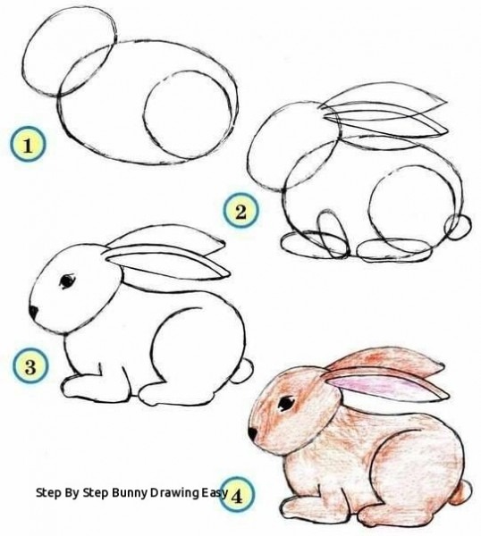 538x600 Rabbit Drawing Step - Easy Rabbit Drawing