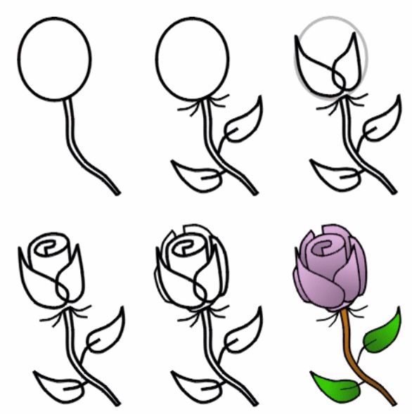 586x589 How To Draw A Rose Quotes, Wise Words Inspiration - Easy Rose Drawing Tutorial
