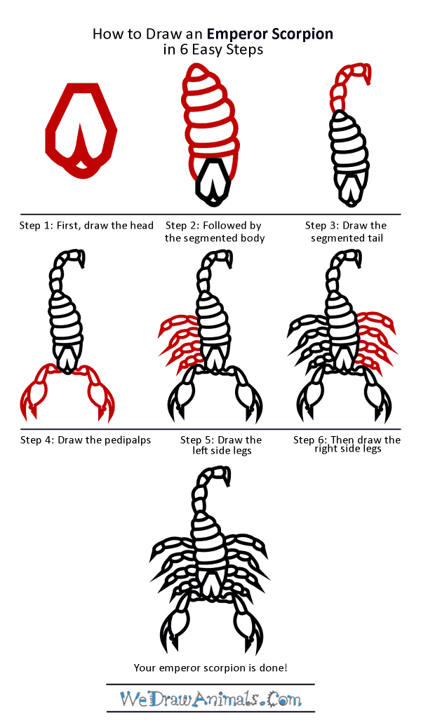 600x1034 how to draw an emperor scorpion - Easy Scorpion Drawing