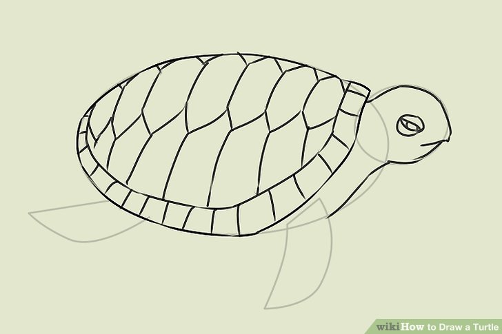 Easy Sea Turtle Drawing