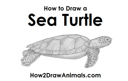 500x315 How To Draw A Green Sea Turtle - Easy Sea Turtle Drawing