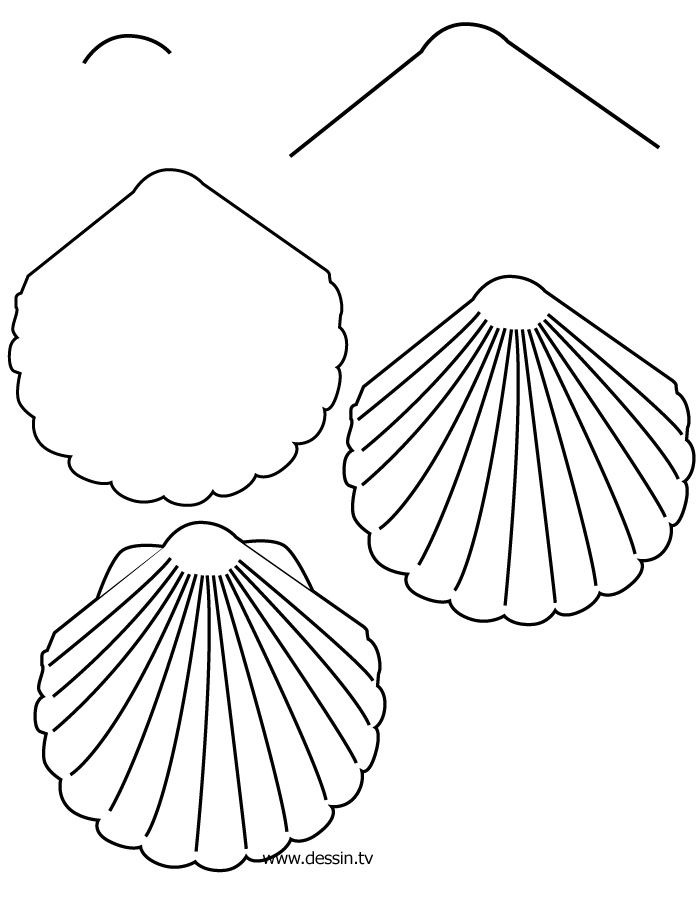 Easy Seashell Drawing at PaintingValley.com | Explore collection of