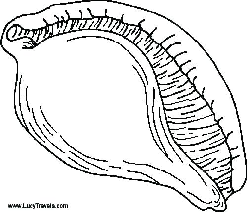 500x429 Easy Seashell Coloring Pages Clam Coloring - Easy Seashell Drawing