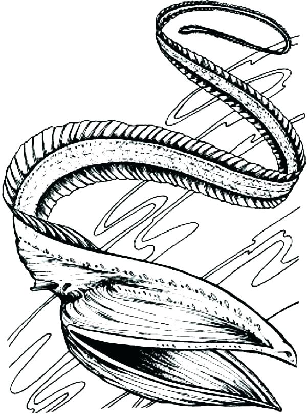 600x820 seashell coloring pages sea shells coloring pages sea shell - Easy Seashell Drawing