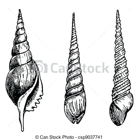 450x458 Seashell Drawing Easy Procommunication - Easy Seashell Drawing