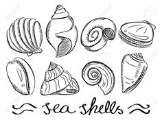 236x175 Best Seashell Drawings Images Paintings, Sea Shells, Shell - Easy Seashell Drawing