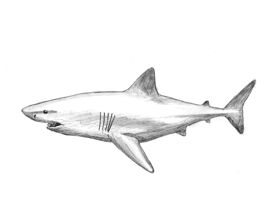 550x400 How To Draw A Shark - Easy Shark Drawing