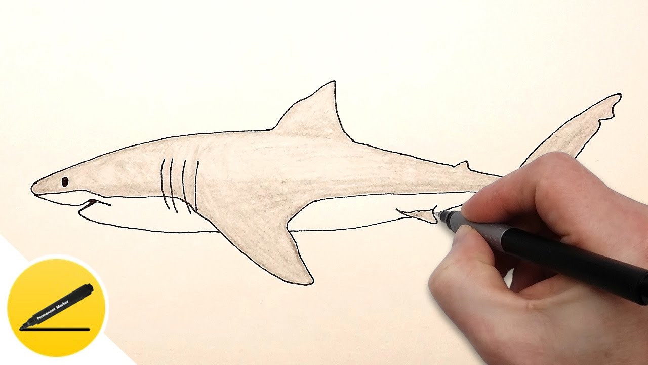 1280x720 How To Draw A Shark Step - Easy Shark Drawing