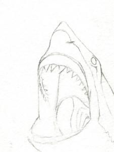 226x302 How To Draw A Shark Head Step Projects To Try - Easy Shark Drawing