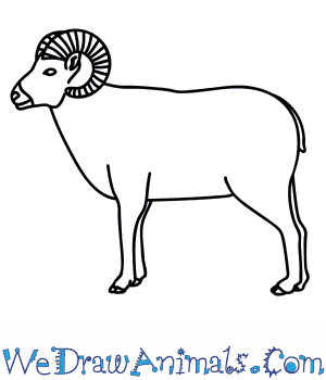 300x350 how to draw a bighorn sheep - Easy Sheep Drawing