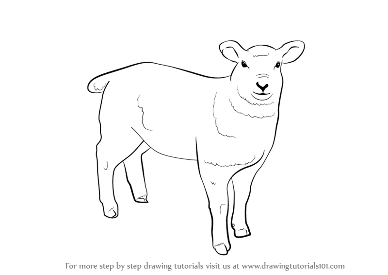 800x566 Learn How To Draw A Sheep - Easy Sheep Drawing