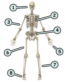 250x315 Drawing A Cartoon Skeleton - Easy Skeleton Drawing