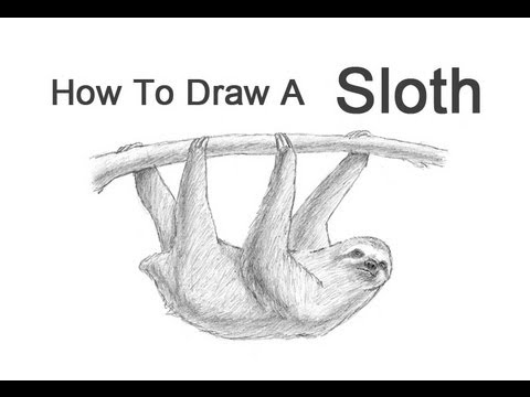 480x360 How To Draw A Sloth - Easy Sloth Drawing