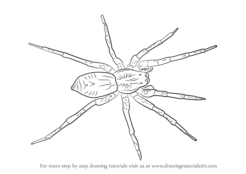 800x565 Learn How To Draw A Wolf Spider - Easy Spider Drawing
