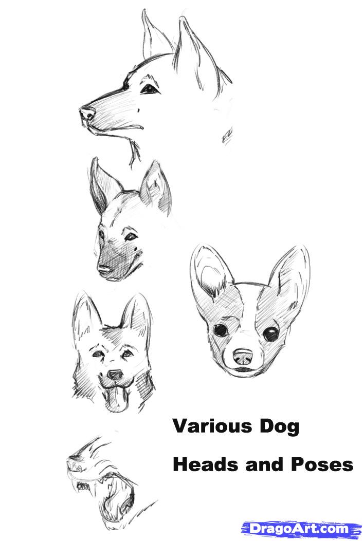 Drawing Realistic Easy Basic Dog Drawing