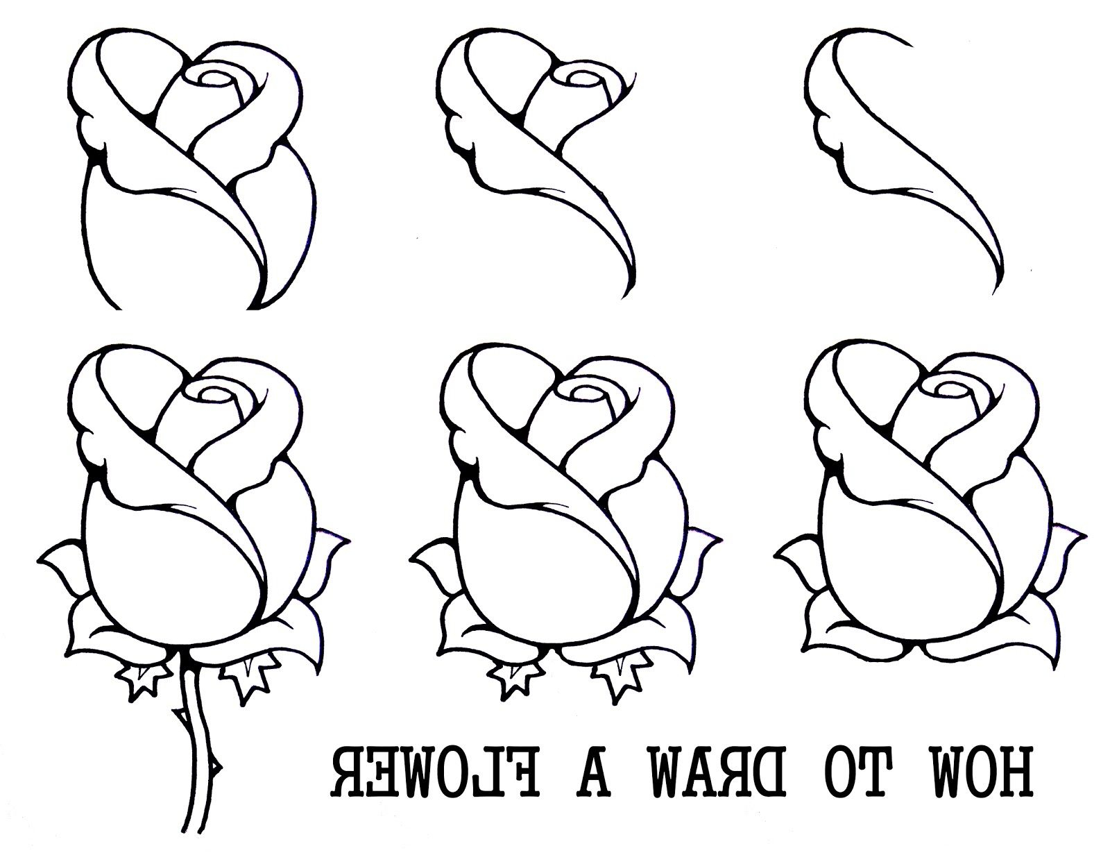 1600x1232 Step - Easy Step By Step Drawing Of A Rose