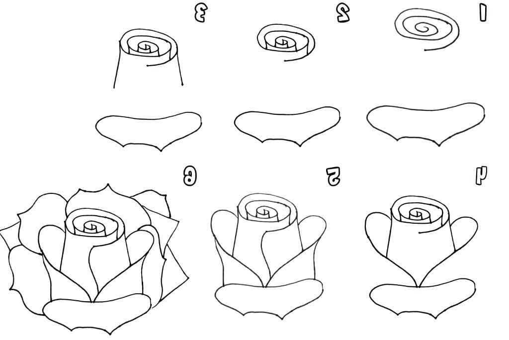 1024x684 Step - Easy Step By Step Drawing Of A Rose
