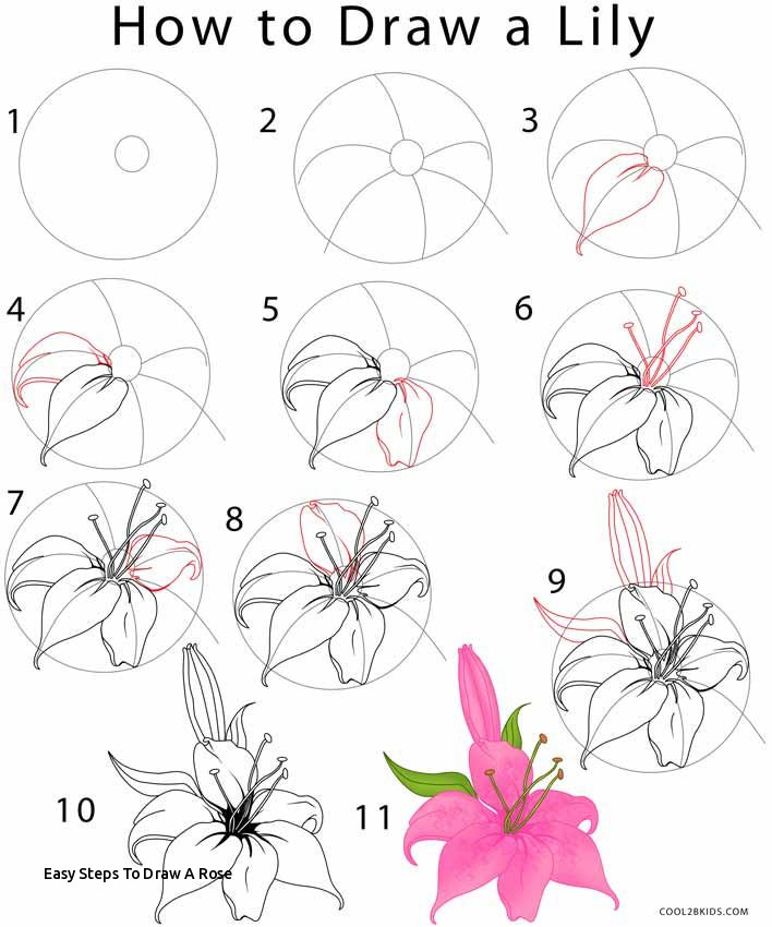 708x850 Easy Steps To Draw A Rose How To Draw A Lily Step - Easy Step By Step Drawing Of A Rose