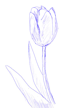 250x374 How To Draw A Tulip - Easy Tulip Drawing