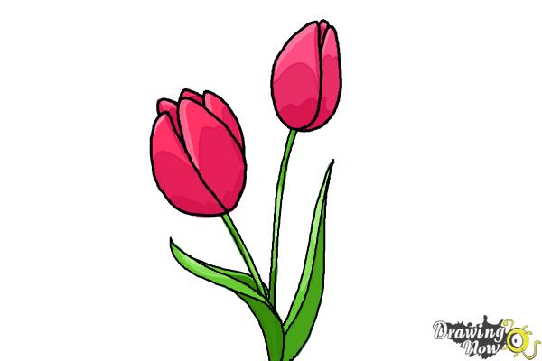 600x400 How To Draw A Tulip - Easy Tulip Drawing