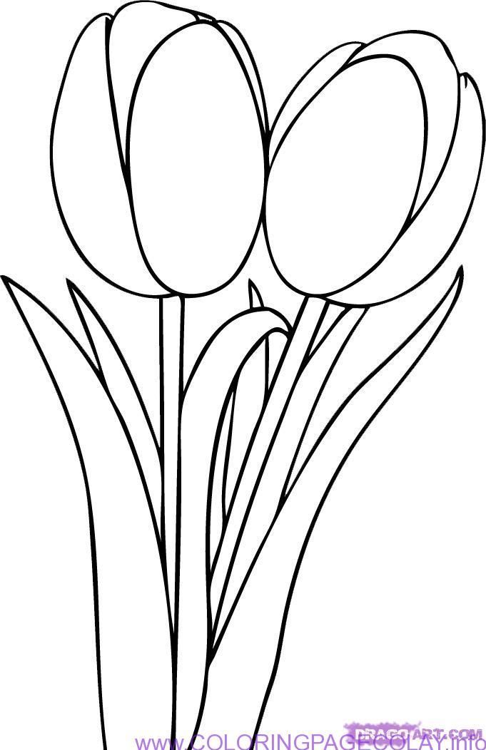 681x1052 Image Result For Tulip Flower Drawing Sketch Flowers Simple - Easy Tulip Drawing
