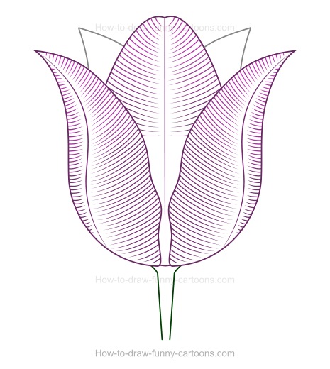 465x520 Creating A Tulip Drawing - Easy Tulip Drawing