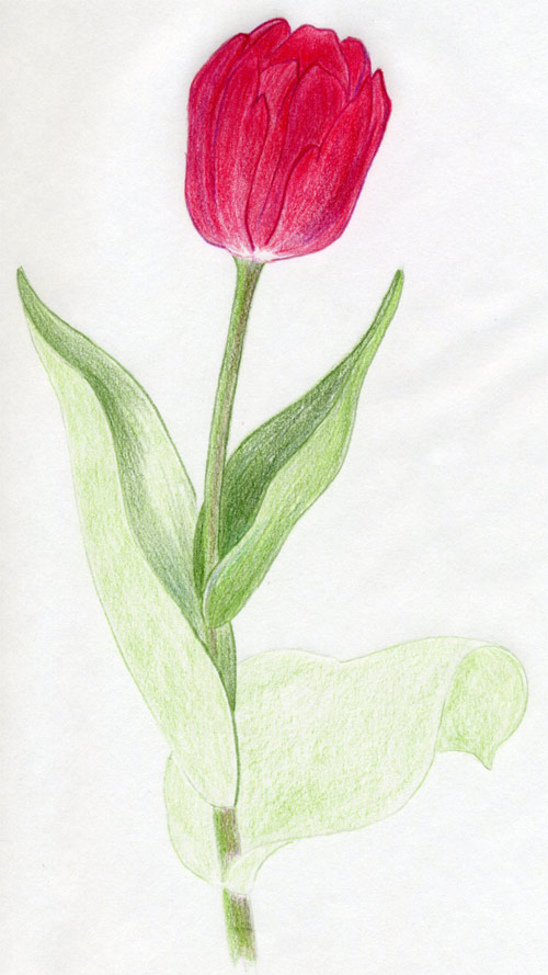 500x889 Draw Tulip Flowers In Few Easy Steps - Easy Tulip Drawing