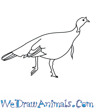 300x350 How To Draw A Wild Turkey - Easy Turkey Drawing