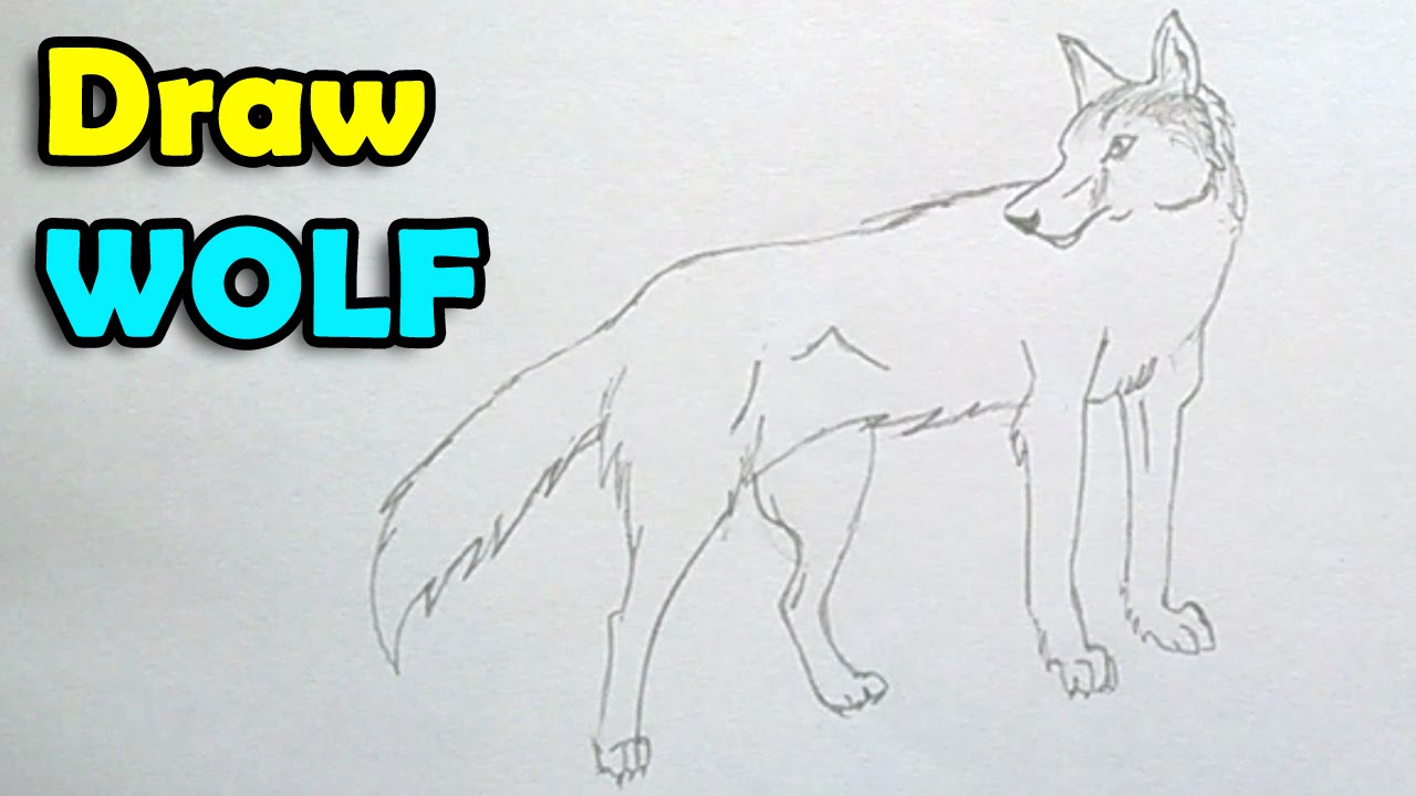 1280x720 How To Draw A Wolf Step - Easy Wolf Drawing Step By Step