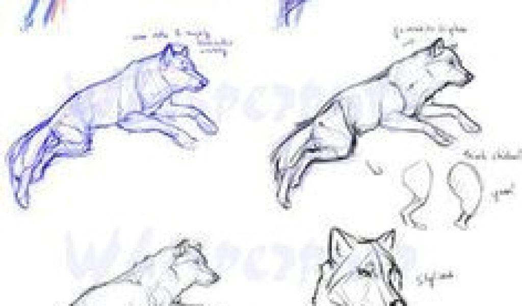 1024x600 Wolf Drawing Tutorial Easy Best Tutorials Images Drawing - Easy Wolf Drawing Tutorial