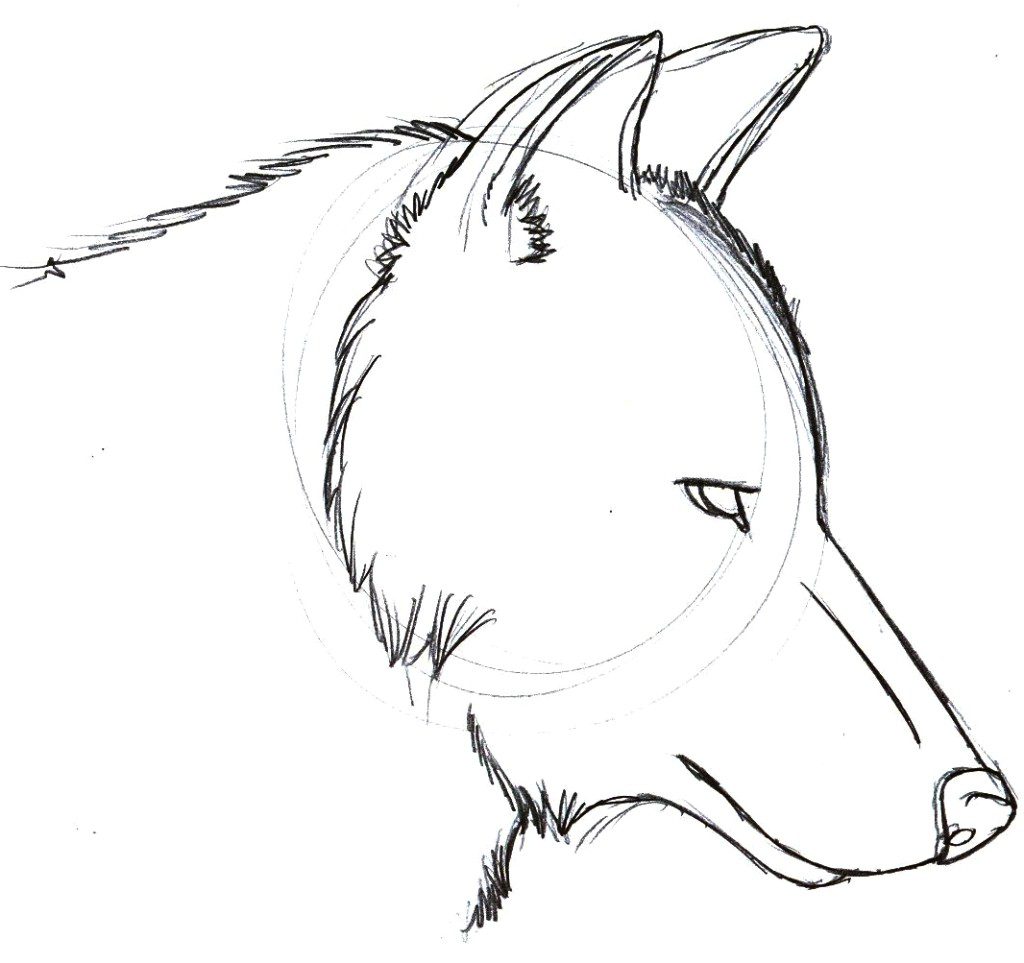 1024x963 Wolf Art Easy - Easy Wolf Drawing Tutorial