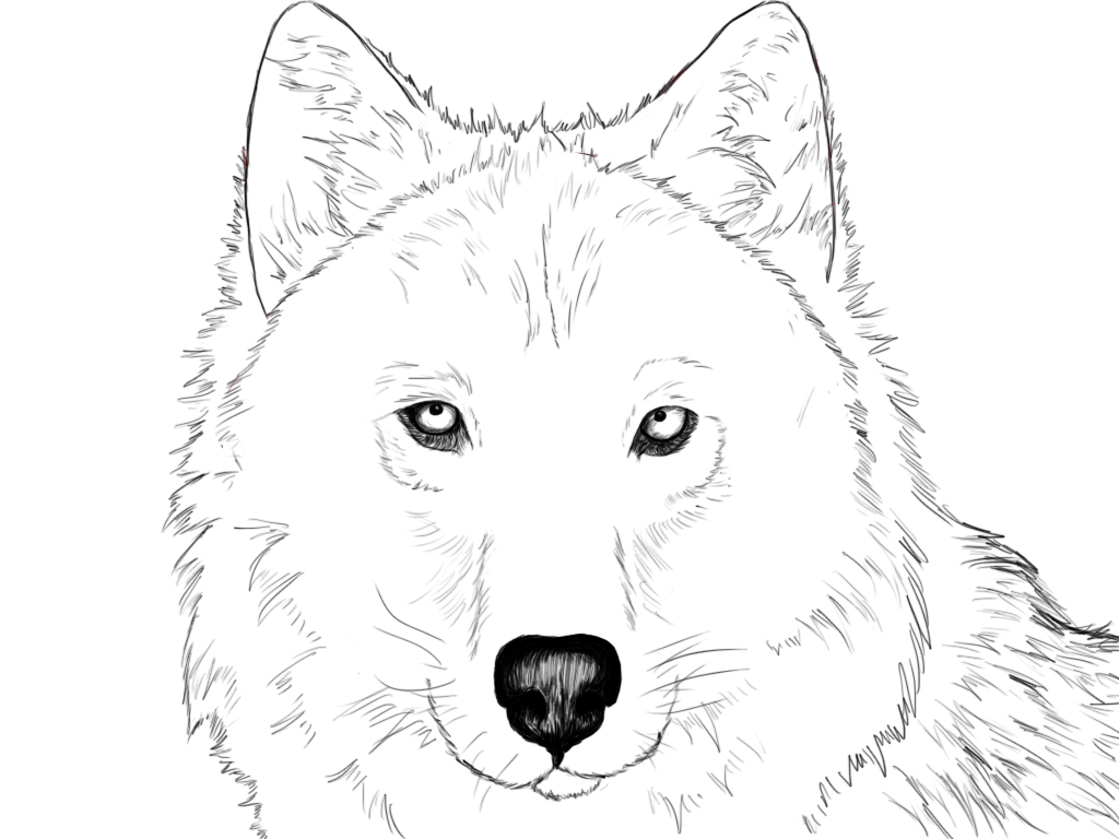 1024x768 How To Draw A Wolf Step - Easy Wolf Head Drawing