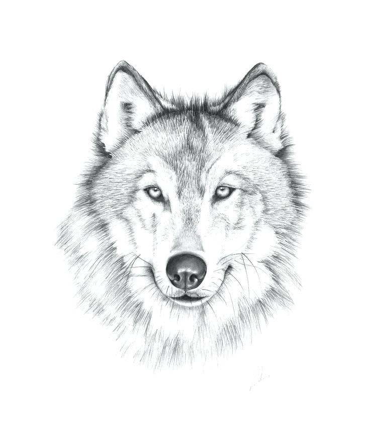 736x861 Wolf Head Drawing Tribal Side View Leestudio - Easy Wolf Head Drawing