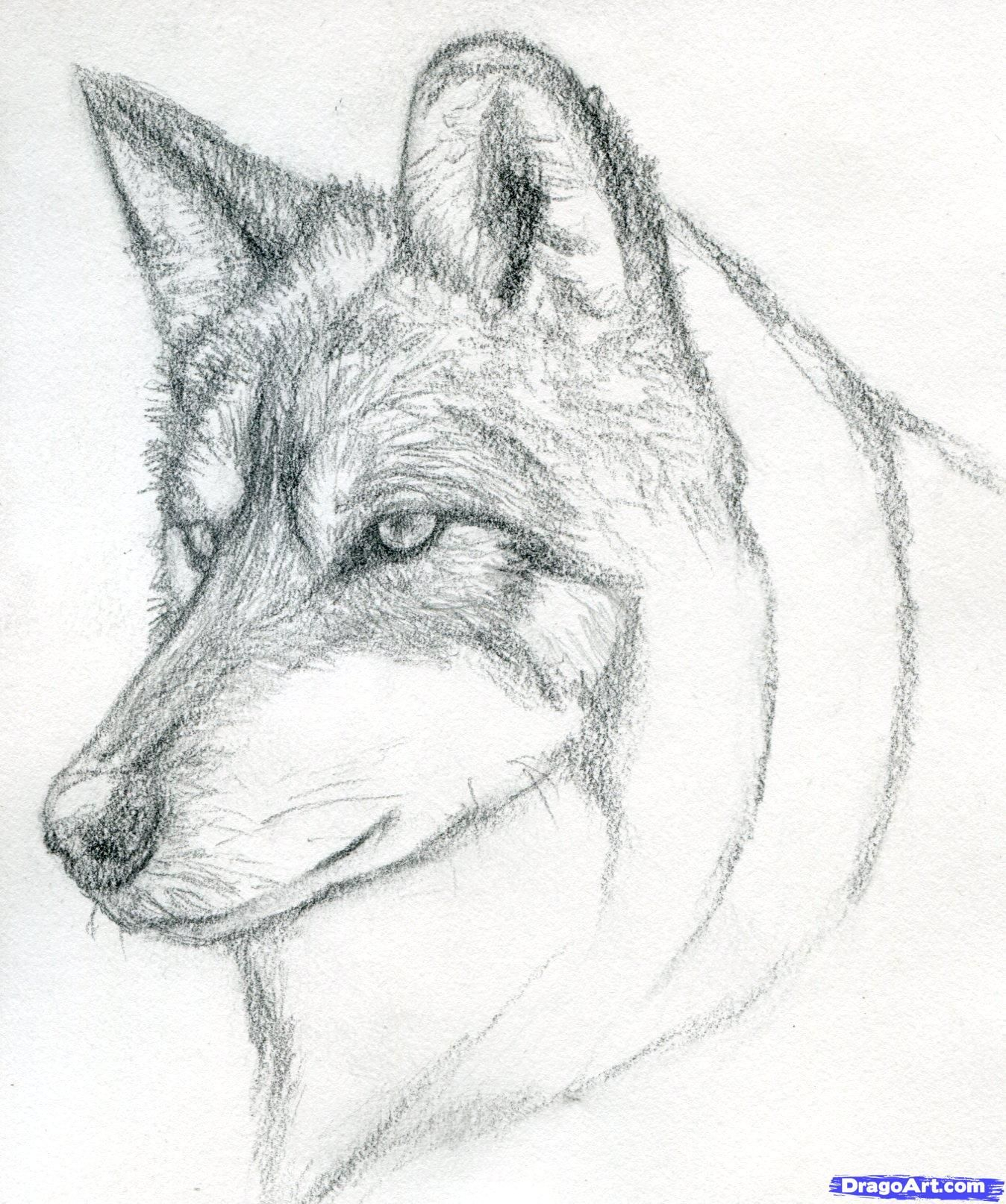 1348x1614 Wolf Pencil Drawing Pictures Easy Pencil Drawings Stepstep Wolf - Easy Wolf Head Drawing