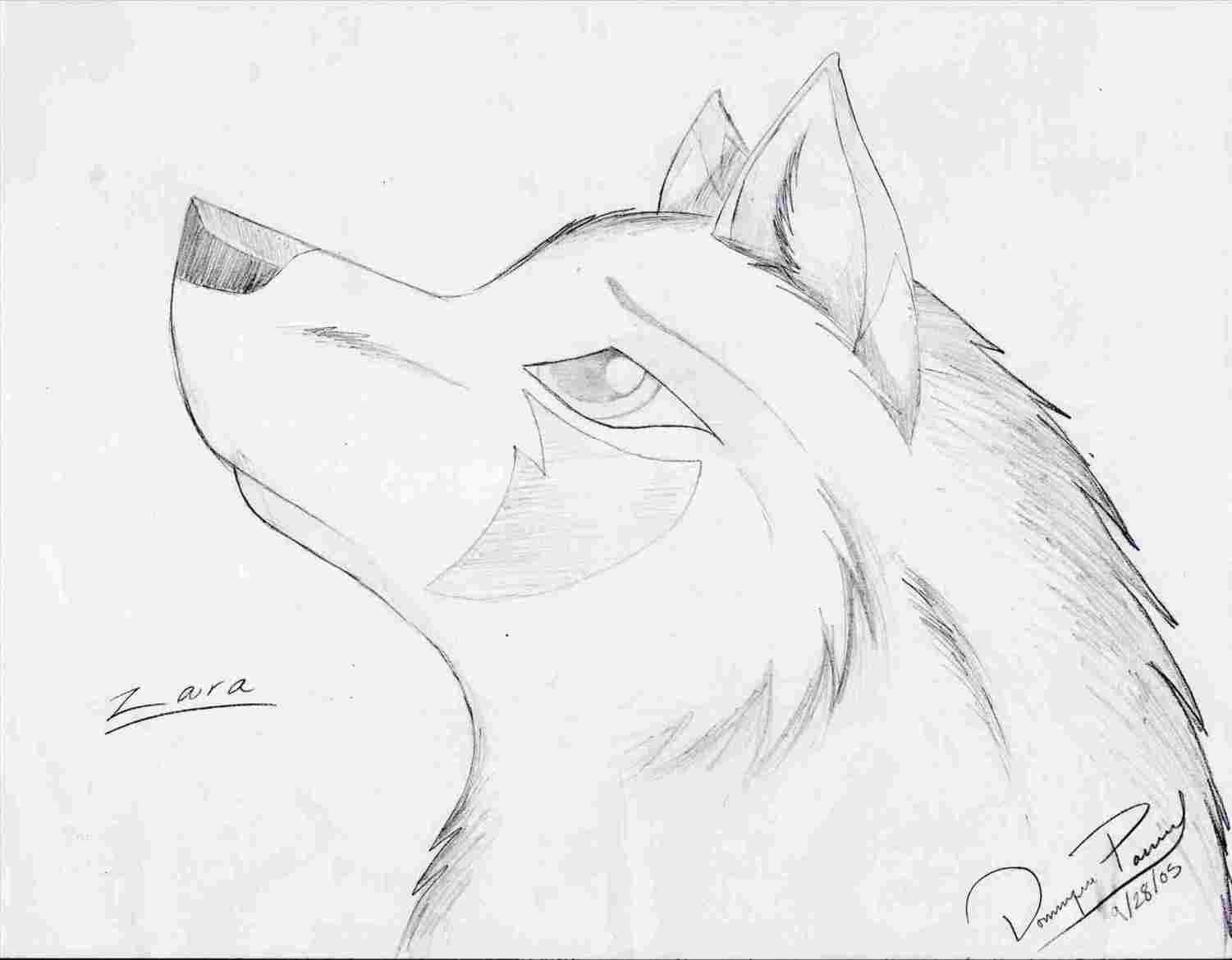 1501x1170 How Easy Drawings Of Wolves To Draw A Wolf Head - Easy Wolf Head Drawing