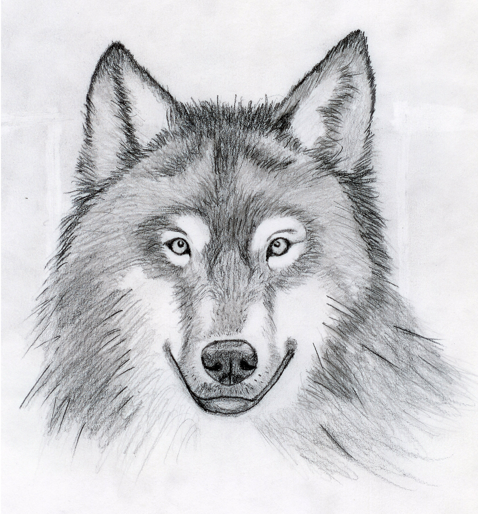 Pencil Cool Wolf Drawing Easy bmpmathematical