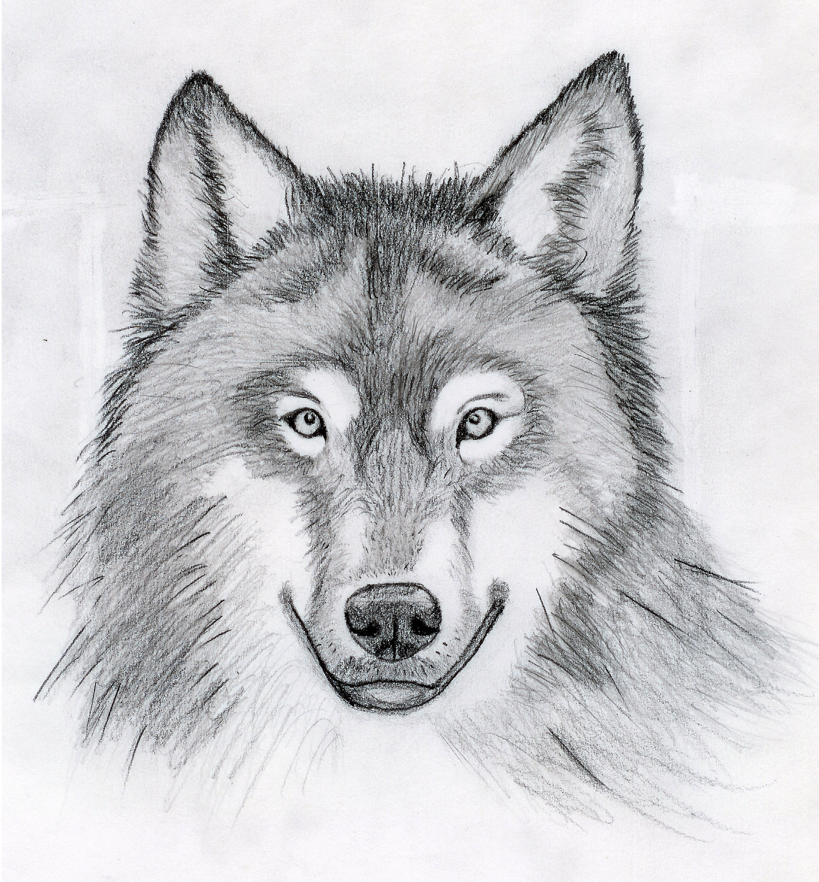 Easy Wolf Head Drawing at PaintingValley.com | Explore collection of