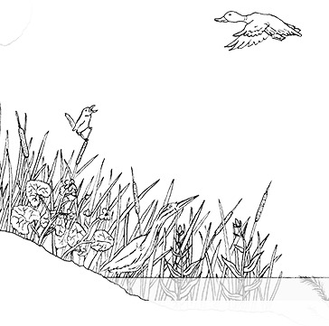 364x361 collection of free ecosystem drawing wetland download on ui ex - Ecosystem Drawing